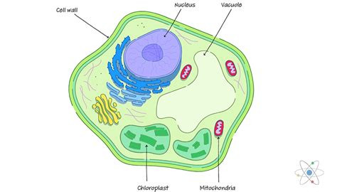 Cell Wall: Definition, Structure & Function  with Diagram ...