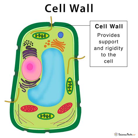 Cell Wall: Definition, Structure, & Functions with Diagram