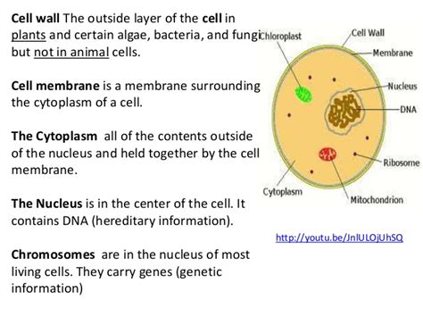 Cells and living organisms for ESL students