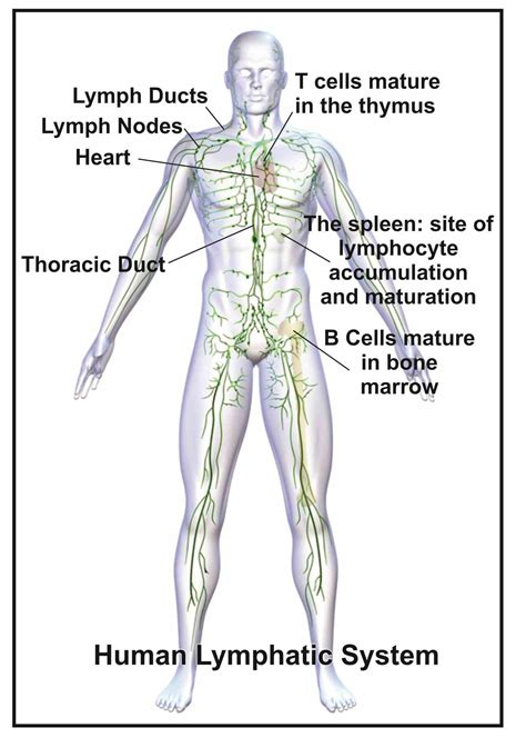 Cells Of The Lymphatic System | MedicineBTG.com