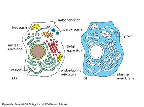 cellstructure / Cytoplasm Cytoskeleton_3rd