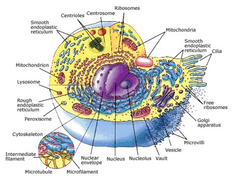 Cellular Components of Animal and Plant Cells | Anjung ...