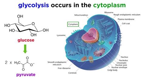 Cellular Respiration Part 1: Glycolysis   Professor Dave ...