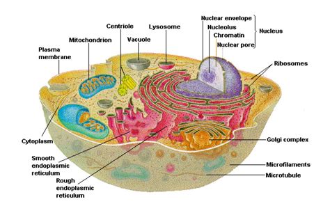 Célula animal | Celula eucariota, Célula animal y ...