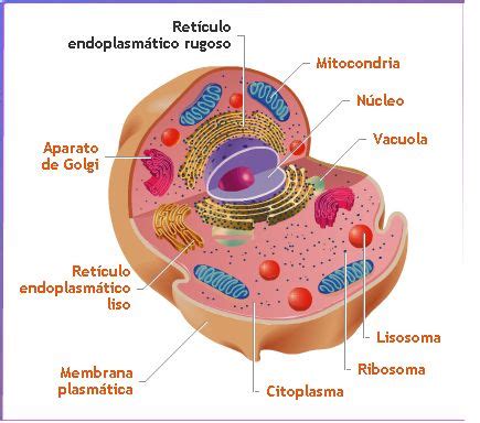 Celula Animal estructura