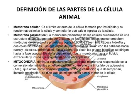 Celula animal y sus partes y funciones   Imagui