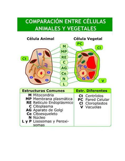 Celula animal y vegetal actividad integradora