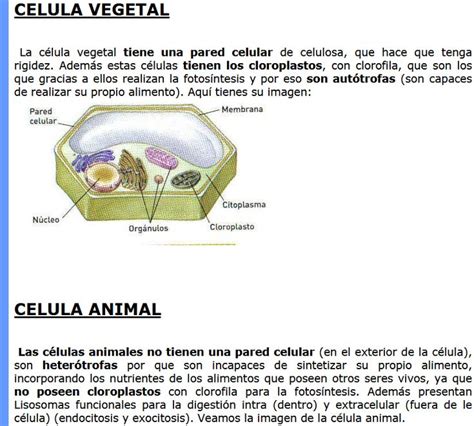 Celula Animal y Vegetal Definición, partes, imagenes ...