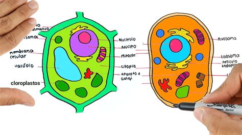 Celula animal y vegetal partes y funciones. Como dibujar ...