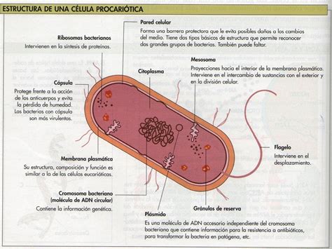 Celula Bacteriana Y Sus Partes Y Funciones   Compartir Celular