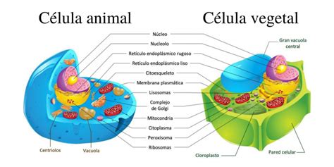 Célula Eucariota   Concepto, tipos, funciones y estructura