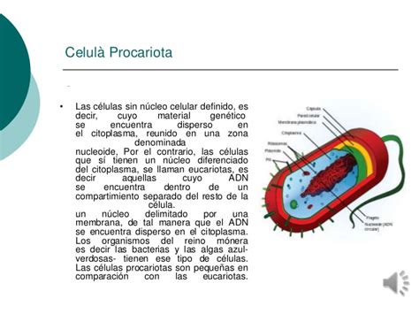 Celula Eucariota Definicion   SEONegativo.com