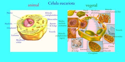 Celula eucariota Diferencias