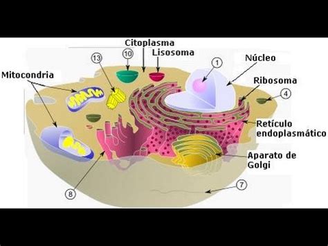 Célula Eucariota  estructura    Biología   YouTube