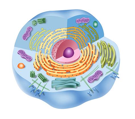 Célula eucariota