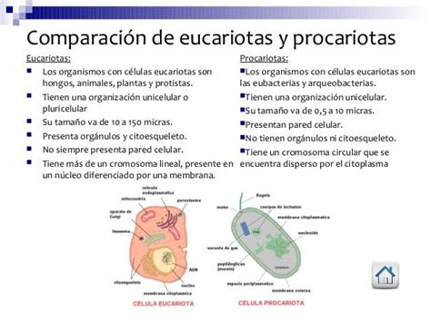 celula eucariota o procariota   Buscar con Google | Celula ...