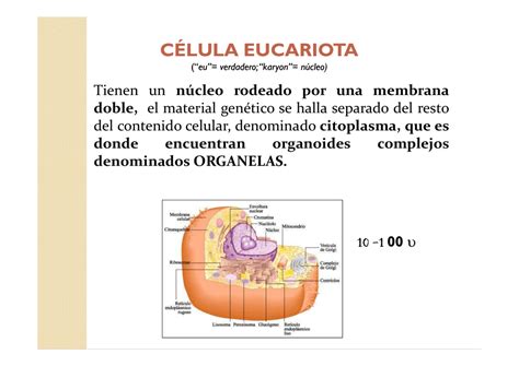 Celula eucariota.Organelas