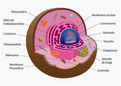 Célula eucariota   ¿Qué es?, características, partes y más ...