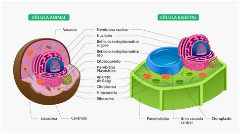 Célula eucariota   ¿Qué es?, características, partes y más