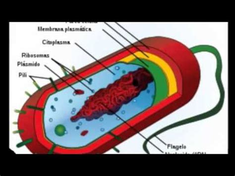 Celula eucariota y procariota   YouTube
