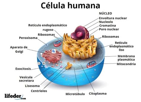 Célula humana: características, funciones, partes ...