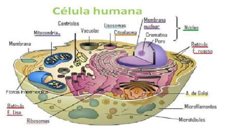 Célula humana ¿Qué es y qué significa? ¡Aprender Ahora!