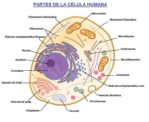 celula humana y sus partes | Partes de la célula, Célula ...