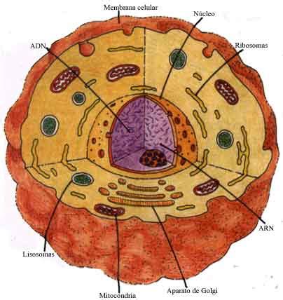 celula: la celula y sus partes