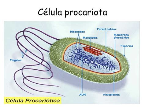 Célula procariota: qué es, partes, características, animal ...