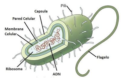 Celula procariota – Características y funciones