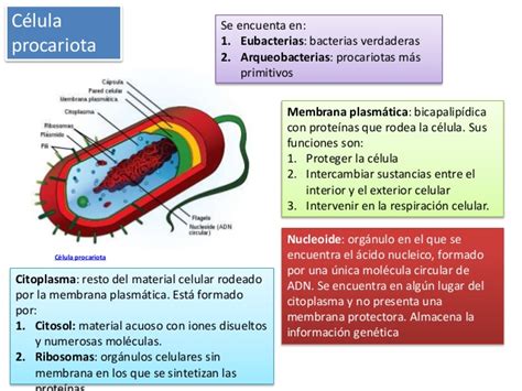 Celula procariota sus partes   Imagui