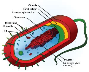 Célula procariota   Vikidia
