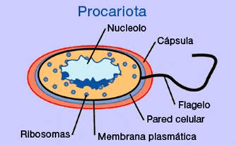 Celula Procariota y eucariota   Celulas