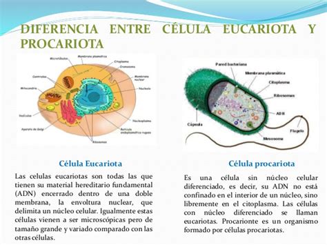Celula procariota y eucariota   Imagui