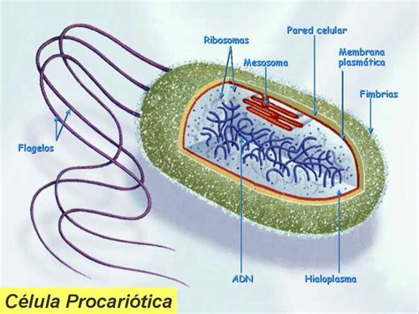 Celula Procariotas y sus partes – Imagexia | Imágenes y ...