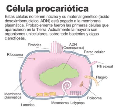 Celula Procariotica