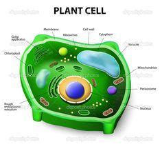 celula vegetal caracteristicas en ingles   Resultados de ...