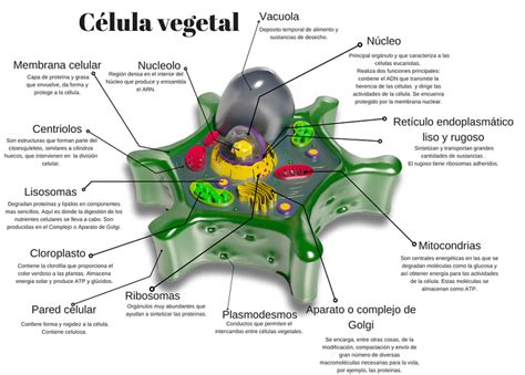 Célula Vegetal: Caracteristicas, Partes, Funciones ...
