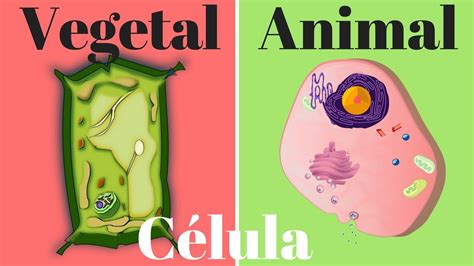 Célula vegetal, célula animal, diferencias y semejanzas ...