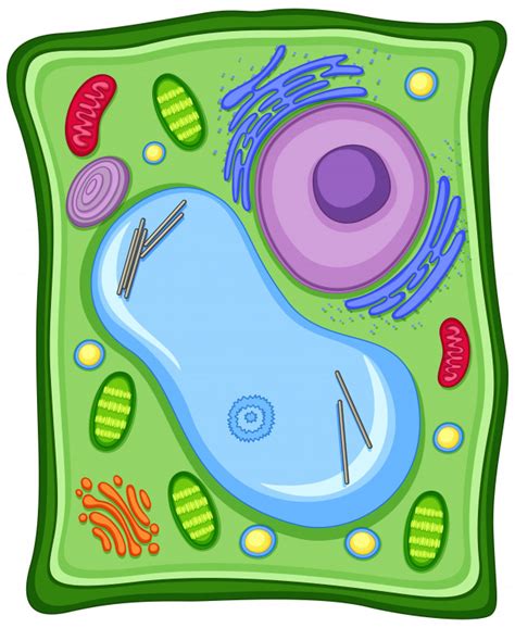Célula vegetal con membrana celular | Vector Gratis