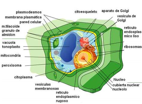 Célula vegetal: estructuras, funcionamiento y sus partes