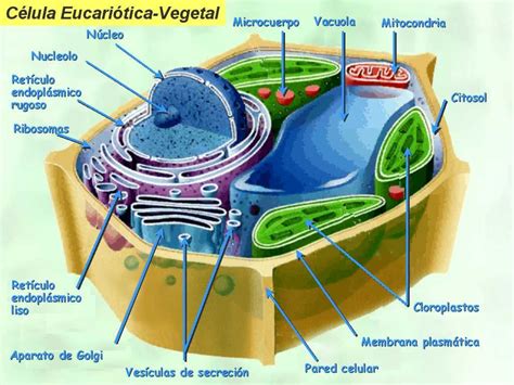 Célula vegetal indicando partes | Célula vegetal, Celula ...