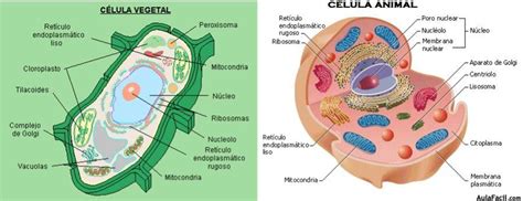 Célula vegetal y célula animal   Origen de la Vida