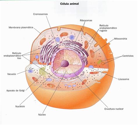 Celularízate: Estructura de las células Eucariota y ...