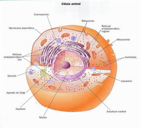 Celularízate: Estructura de las células Eucariota y Procariota