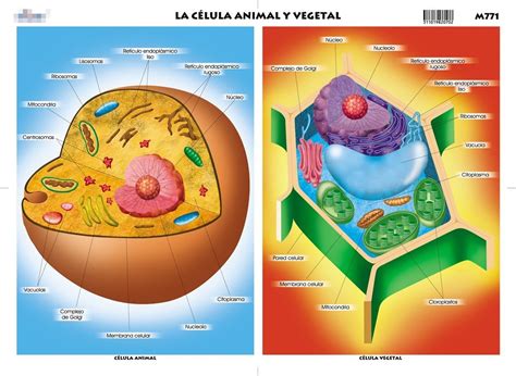celulas | Célula animal, Maquetas de celulas, Célula vegetal