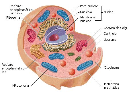 celulas eucariotas | Celula eucariota, Celulas eucariotas ...