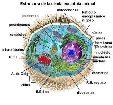 Celulas Eucariotas. Que son, Partes, Funcionamiento, Tipos