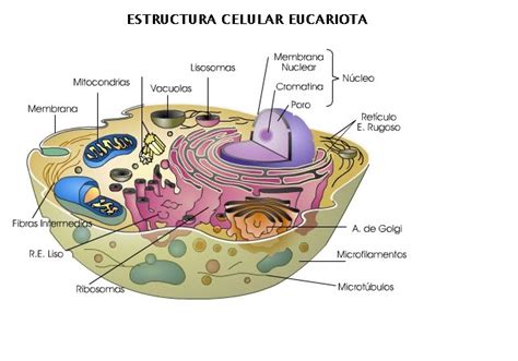 Celulas Eucariotas | vale170505