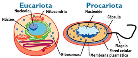 Células Eucariotas y Procariotas Comparación | Diffen
